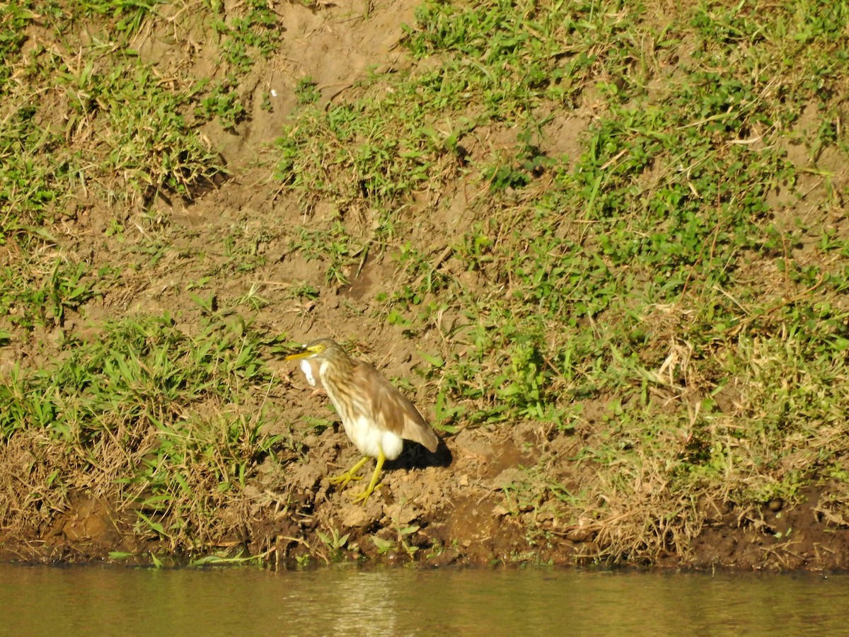 アカガシラサギ - ML646394526