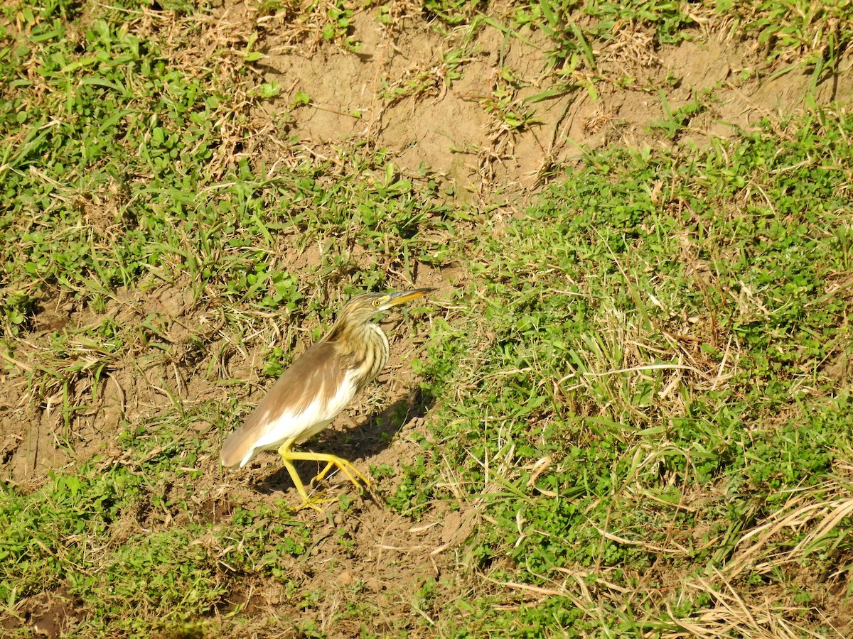 アカガシラサギ - ML646394527