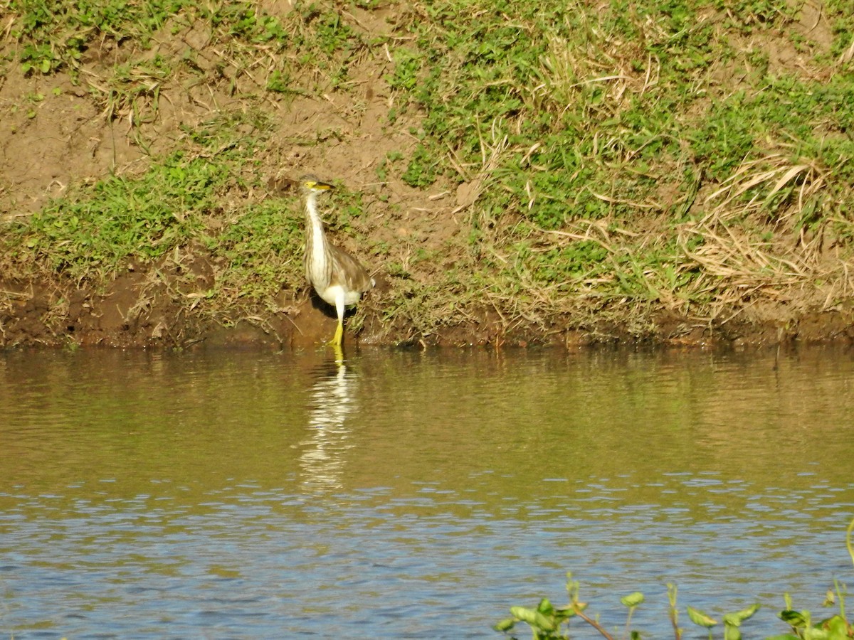 アカガシラサギ - ML646394528