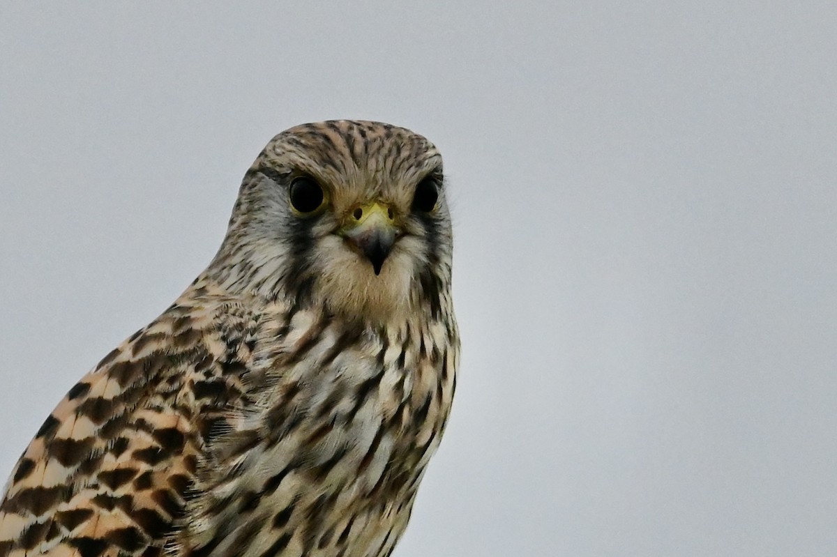 Eurasian Kestrel - ML646394529
