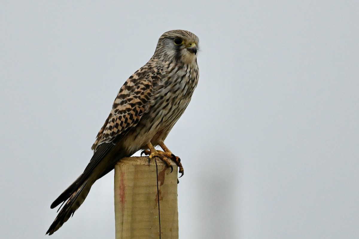 Eurasian Kestrel - ML646394530