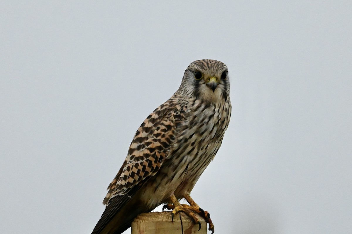 Eurasian Kestrel - ML646394531