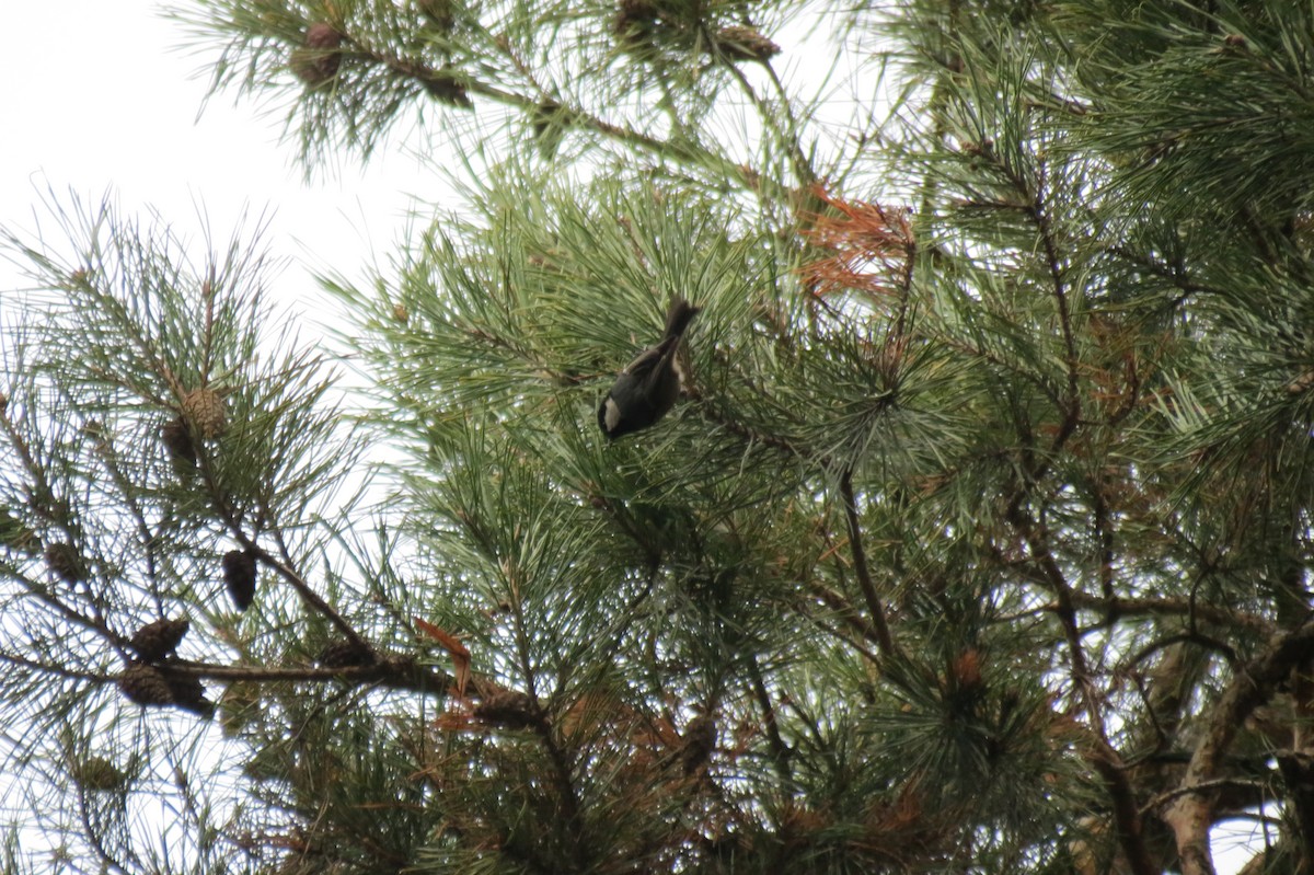 ヒガラ - ML646394532