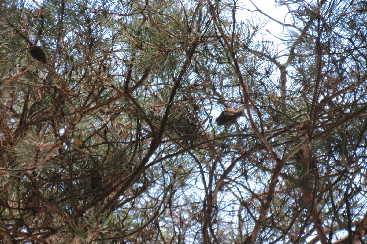 ヒガラ - ML646394533