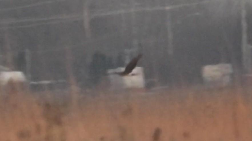 アメリカハイイロチュウヒ - ML646394534