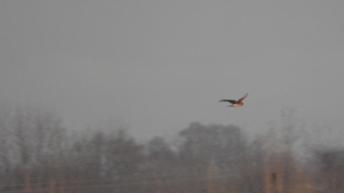 アメリカハイイロチュウヒ - ML646394535