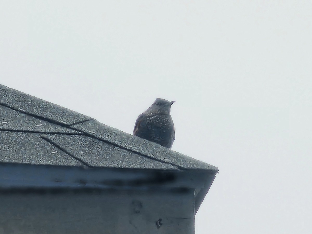 イソヒヨドリ - ML646394536