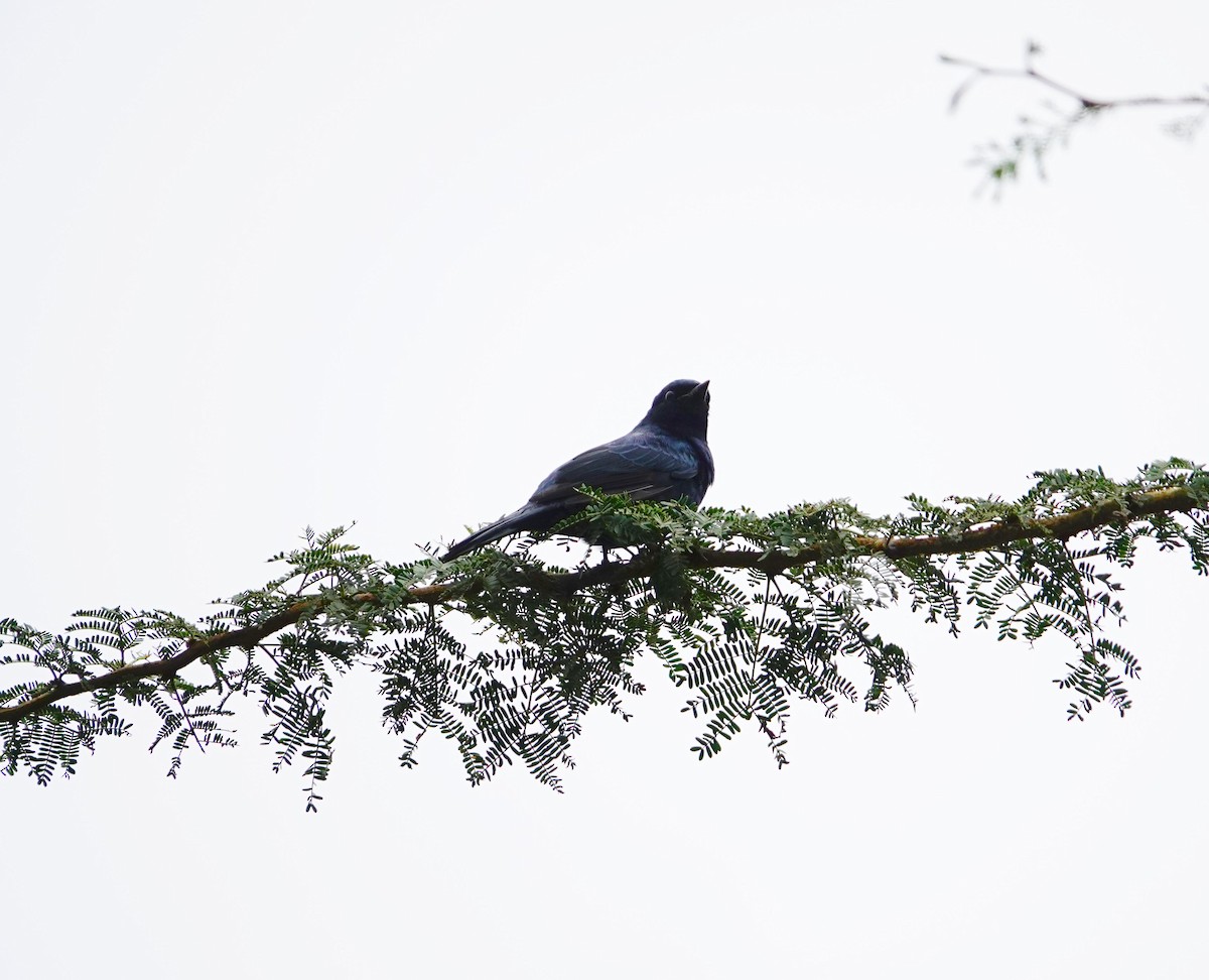 アフリカクロサンショウクイ - ML646394544