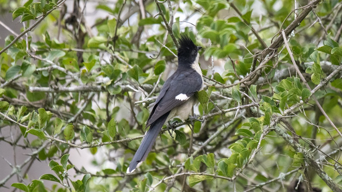 クロシロカンムリカッコウ - ML646394552