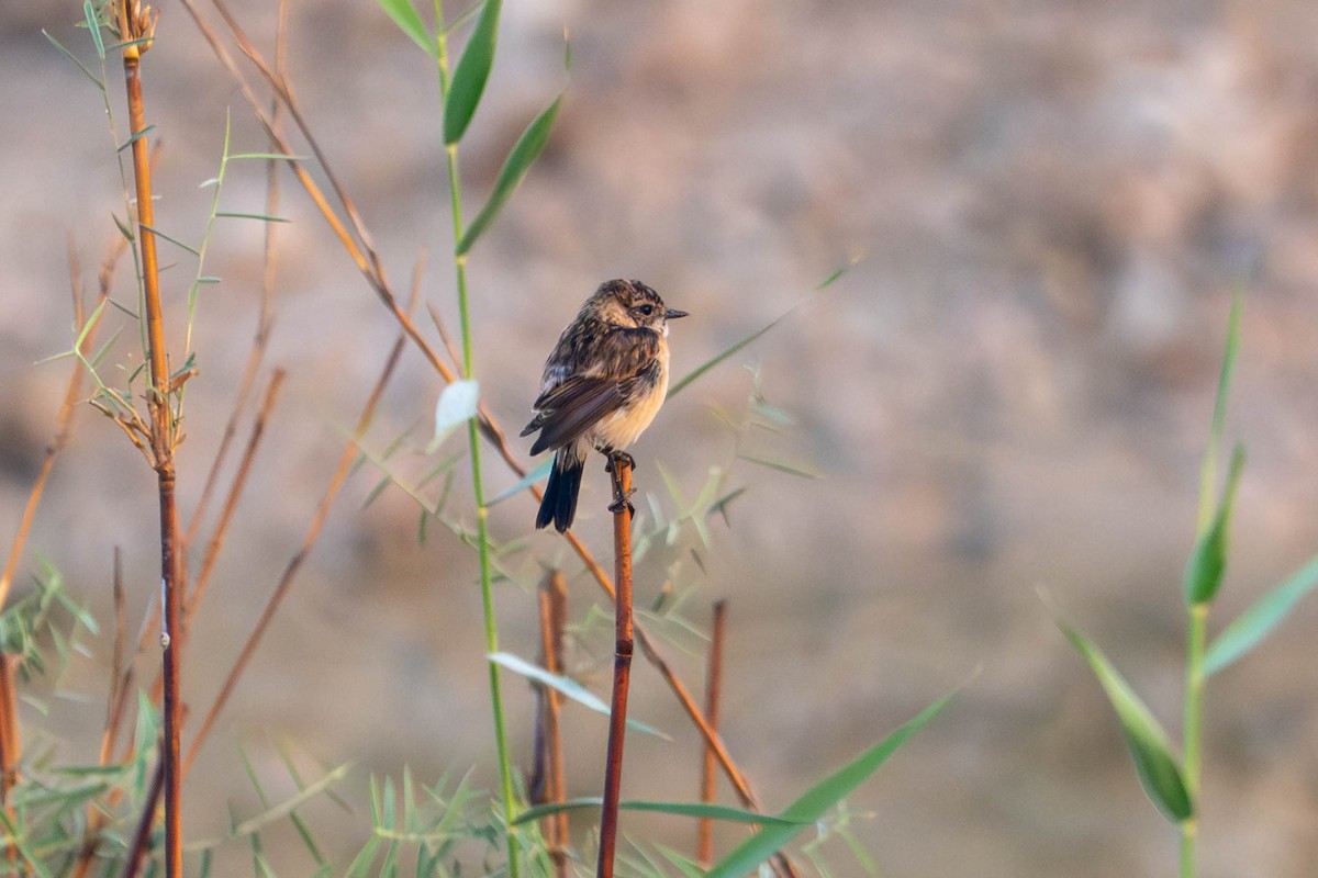シベリアノビタキ - ML646394553