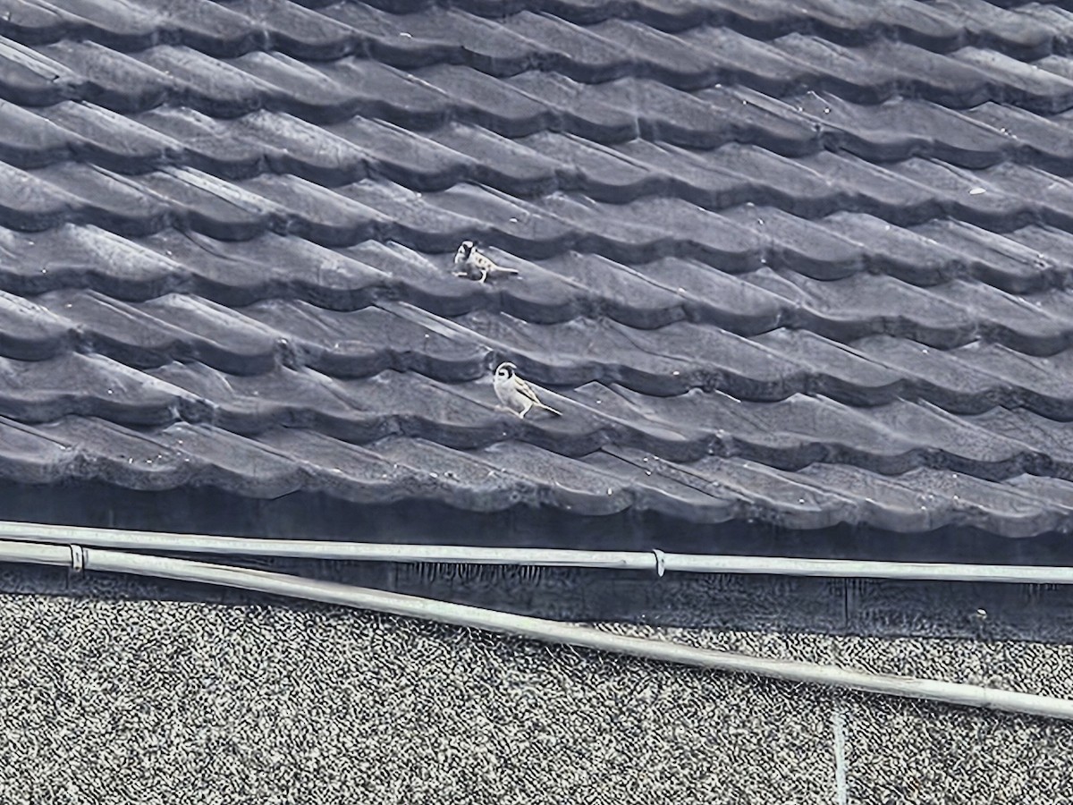 スズメ - ML646394555