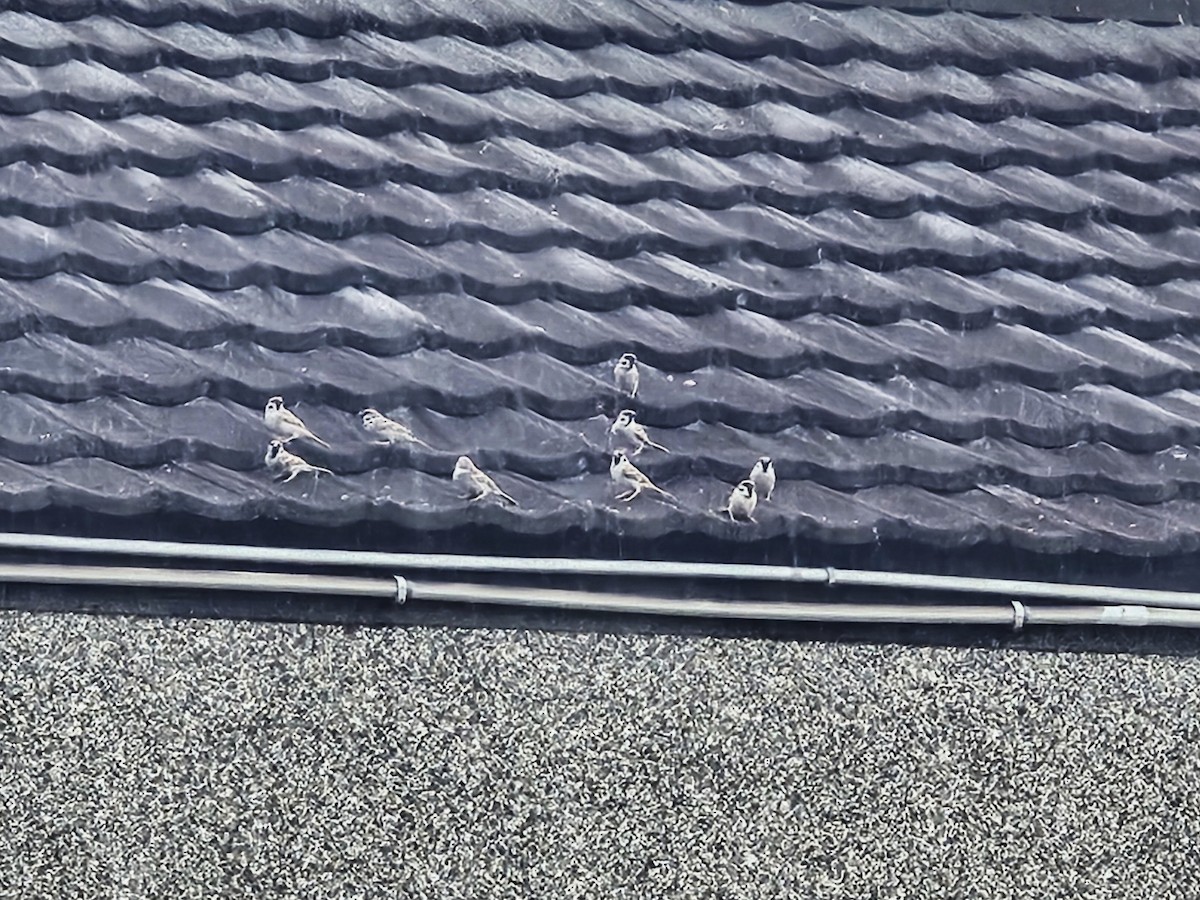 スズメ - ML646394556