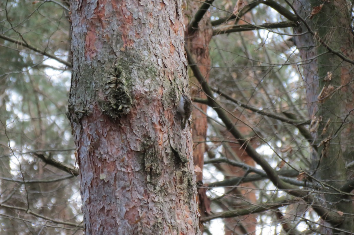 キバシリ - ML646394557