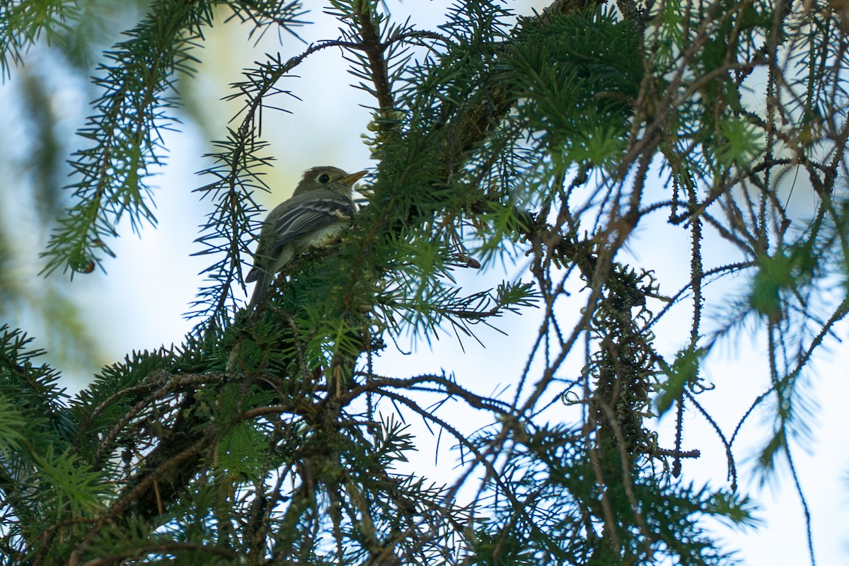 Western Flycatcher (Pacific-slope) - ML646394560