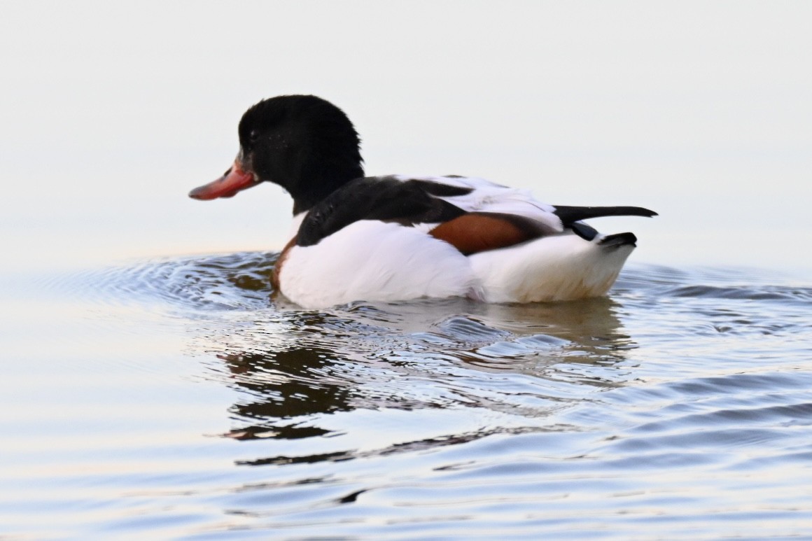 ツクシガモ - ML646394561