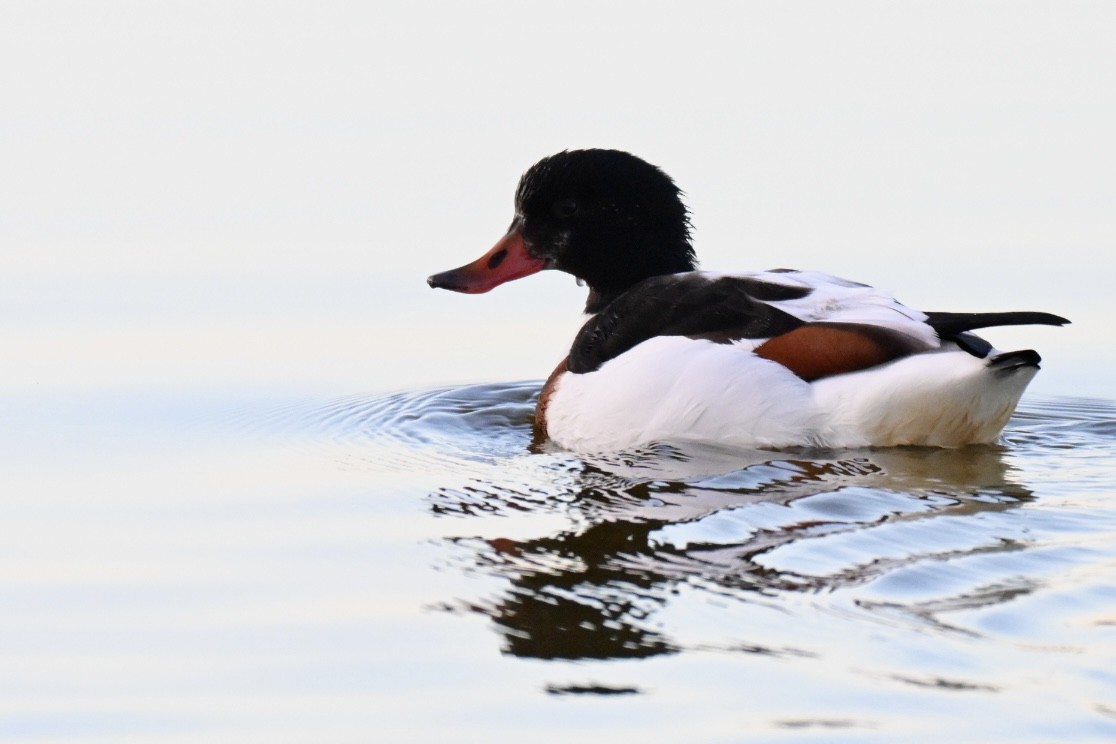 ツクシガモ - ML646394562