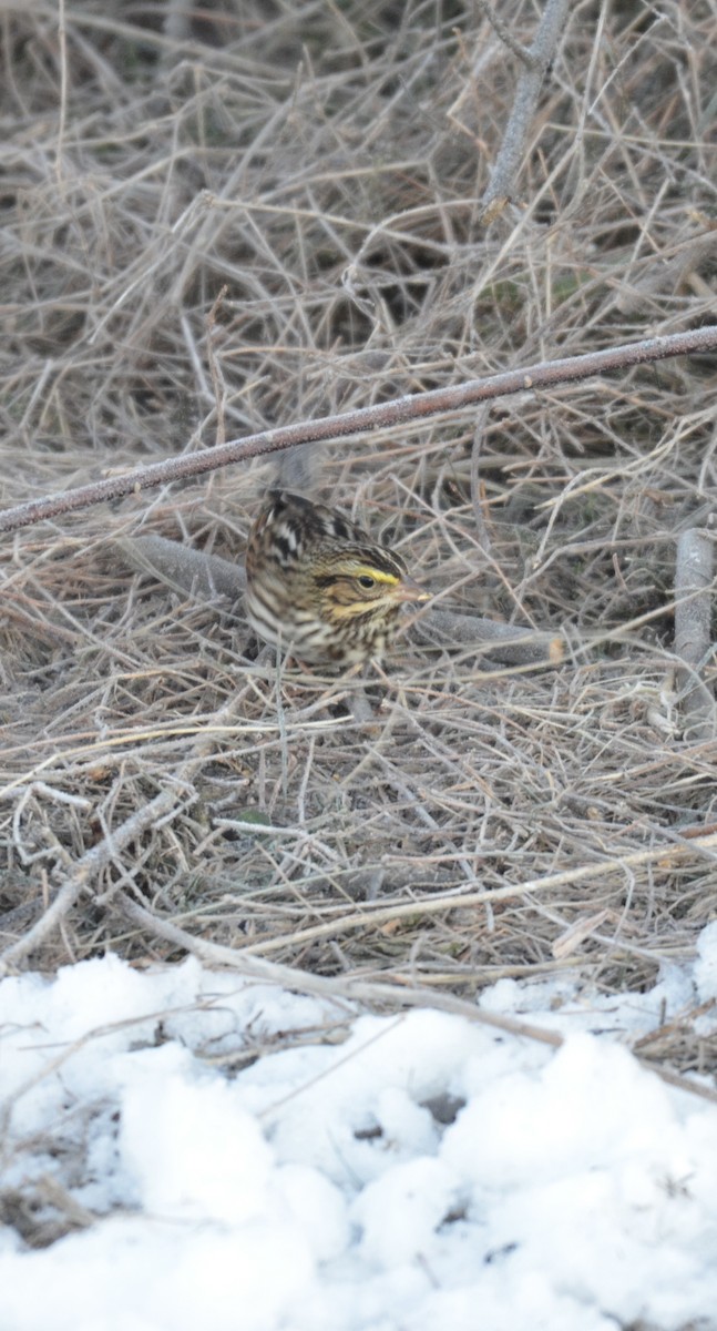 サバンナシトド - ML646394563