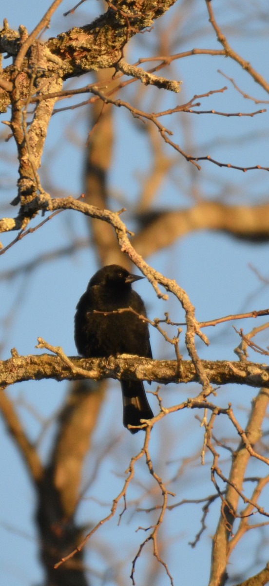 ハゴロモガラス - ML646394565