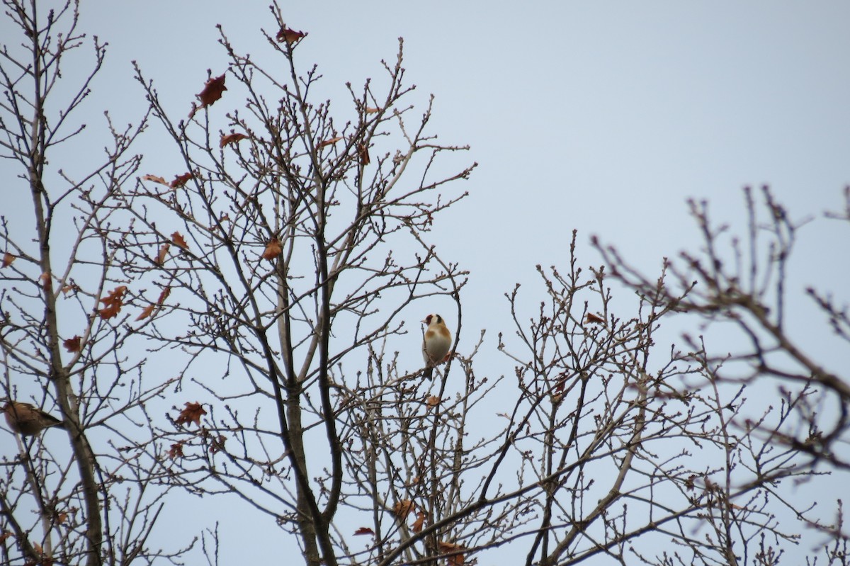 European Goldfinch - ML646394566