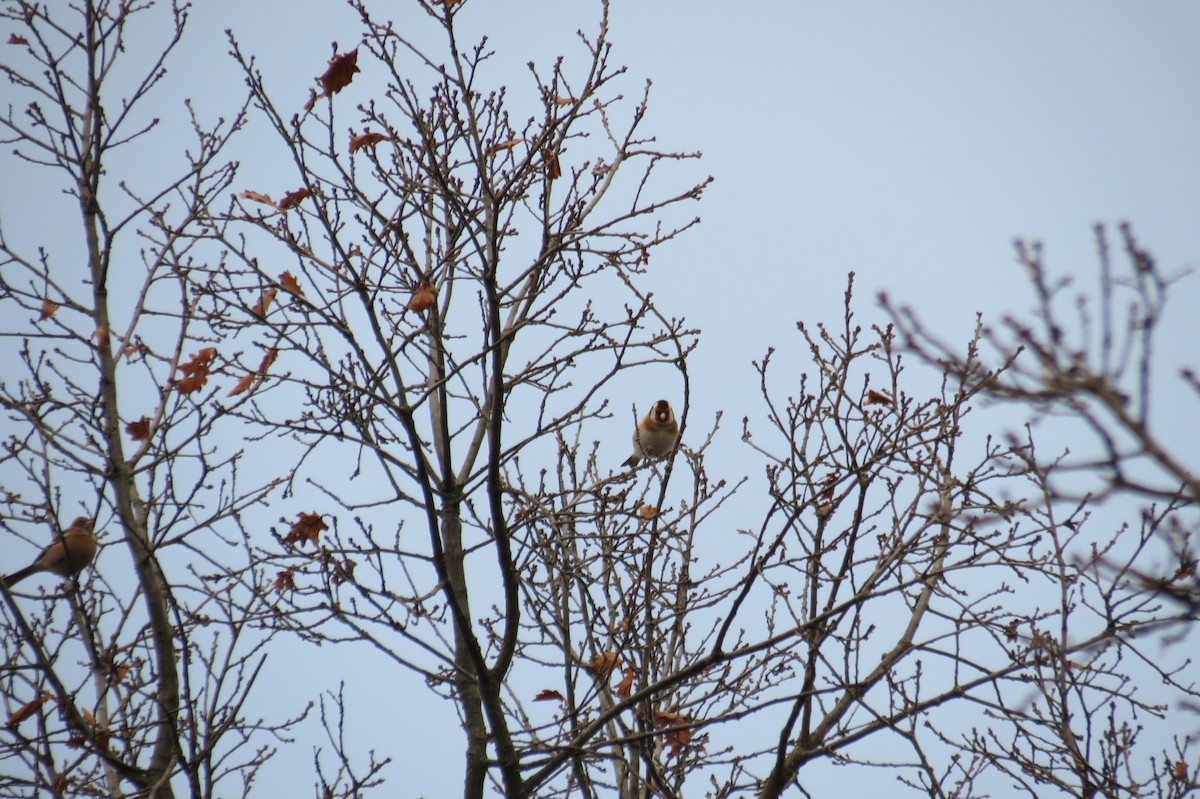 European Goldfinch - ML646394567