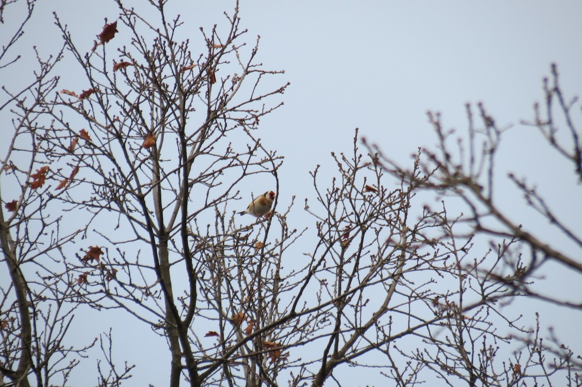 European Goldfinch - ML646394568