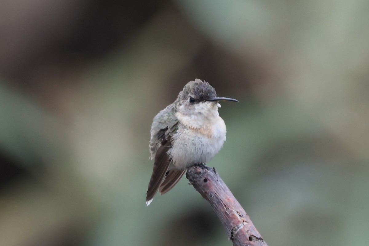 ホソフタオハチドリ - ML646394569