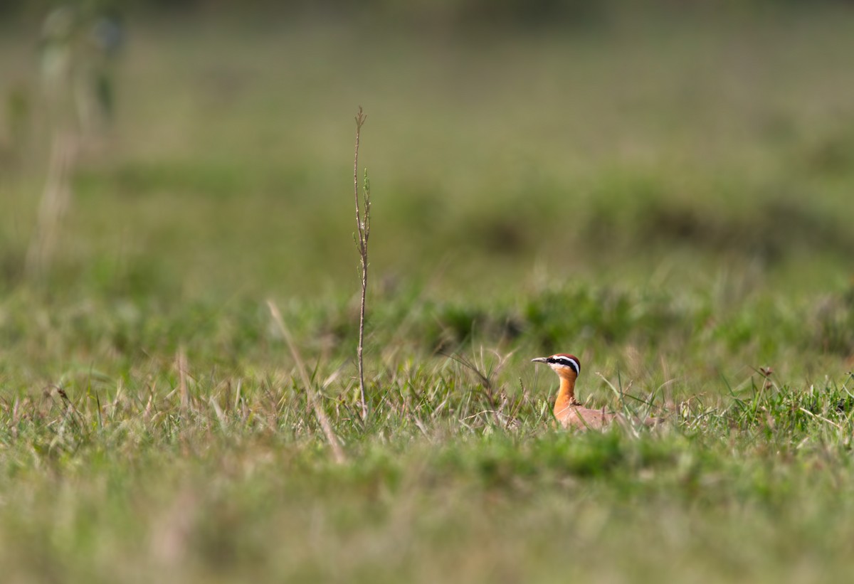 běhulík rezavoprsý - ML646394570