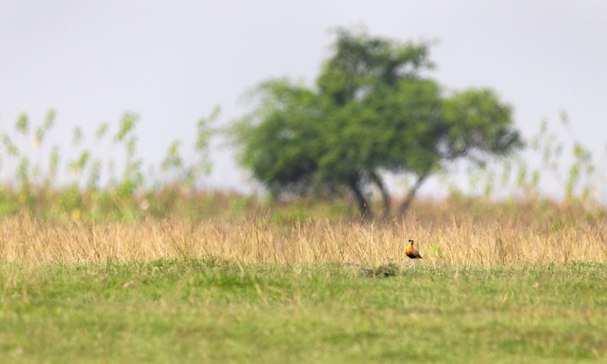 běhulík rezavoprsý - ML646394572