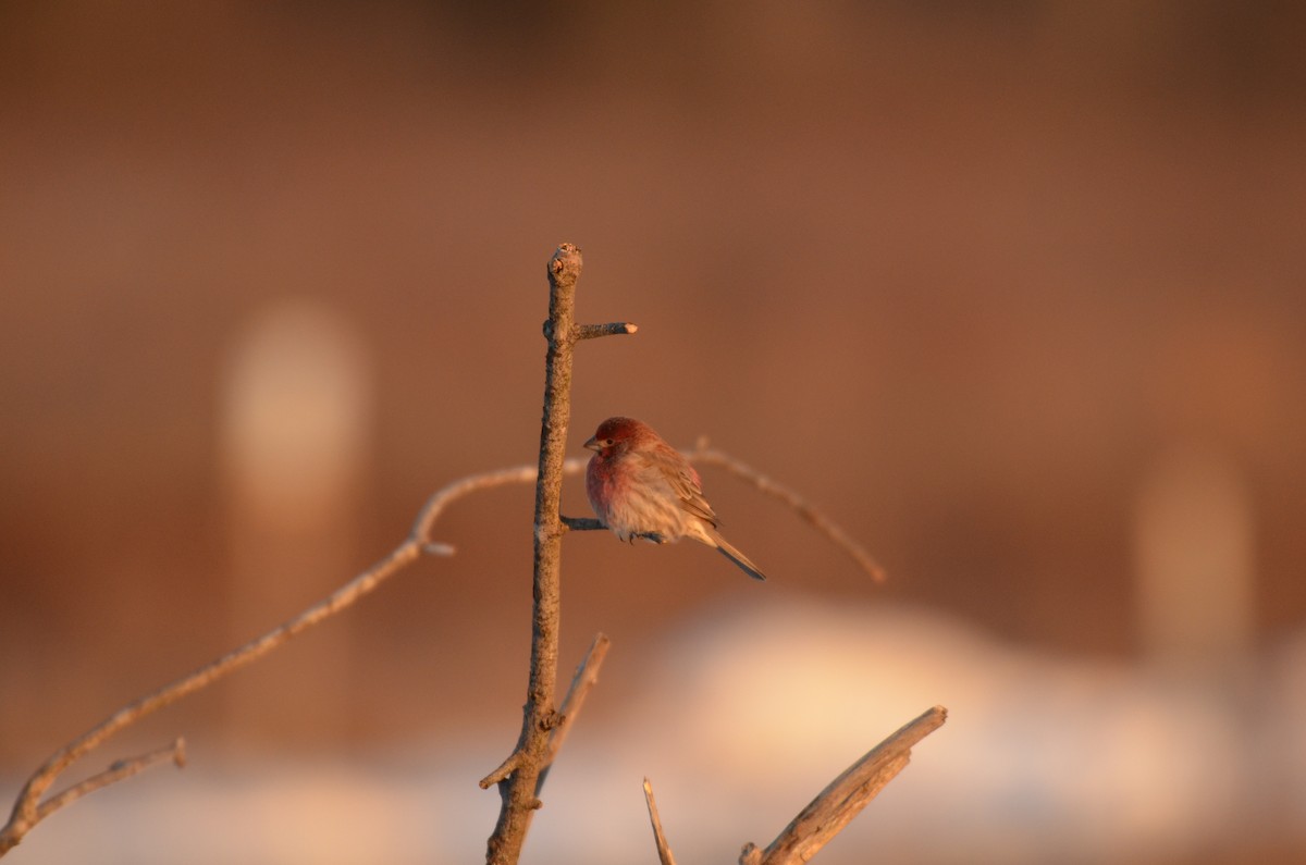 House Finch - ML646394578