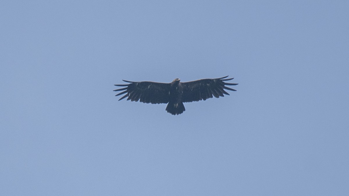 Greater Spotted Eagle - ML646394579