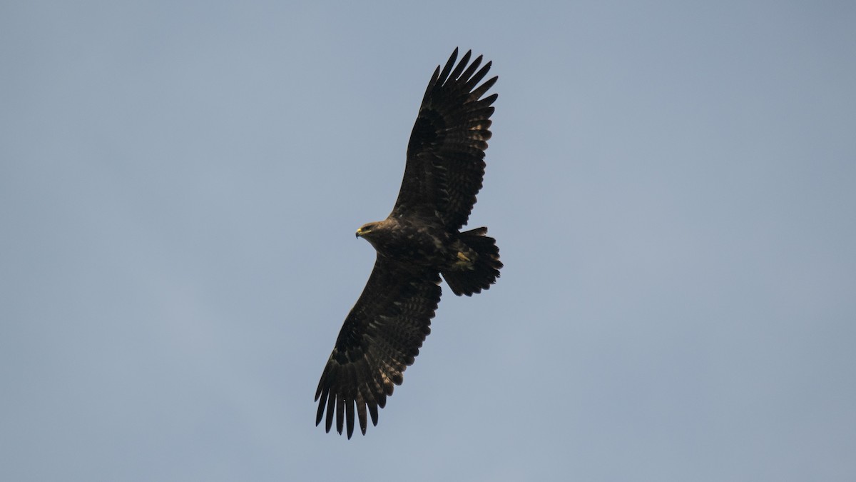 Águila Esteparia - ML646394580
