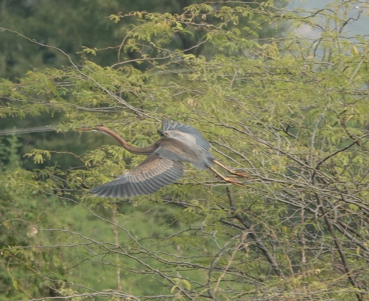 Purple Heron - ML646394581