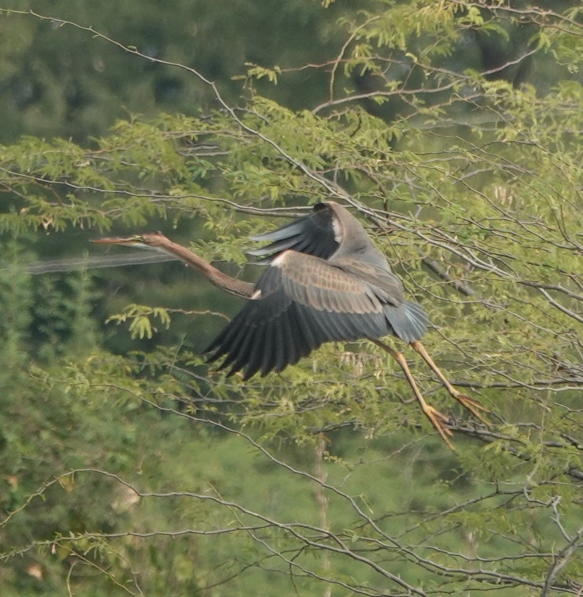 Purple Heron - ML646394582