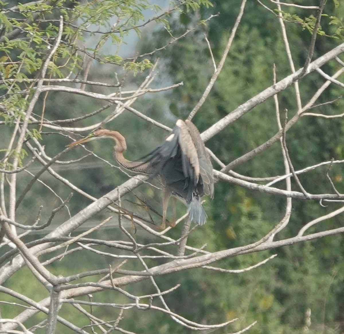 Purple Heron - ML646394583