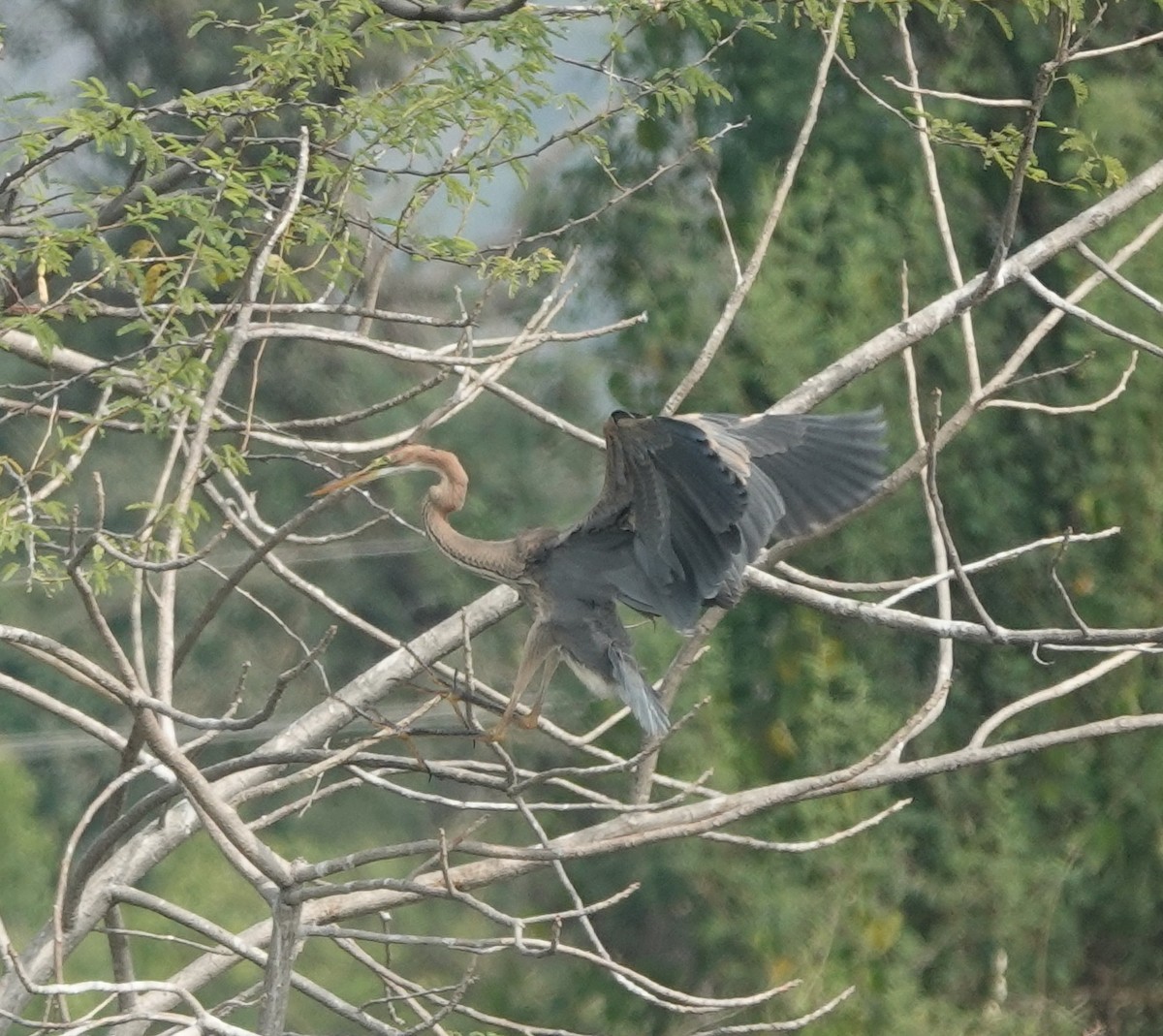 Purple Heron - ML646394584