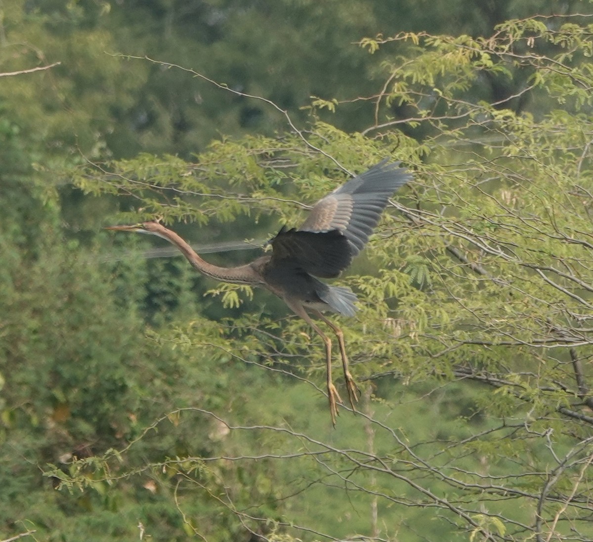 Purple Heron - ML646394585