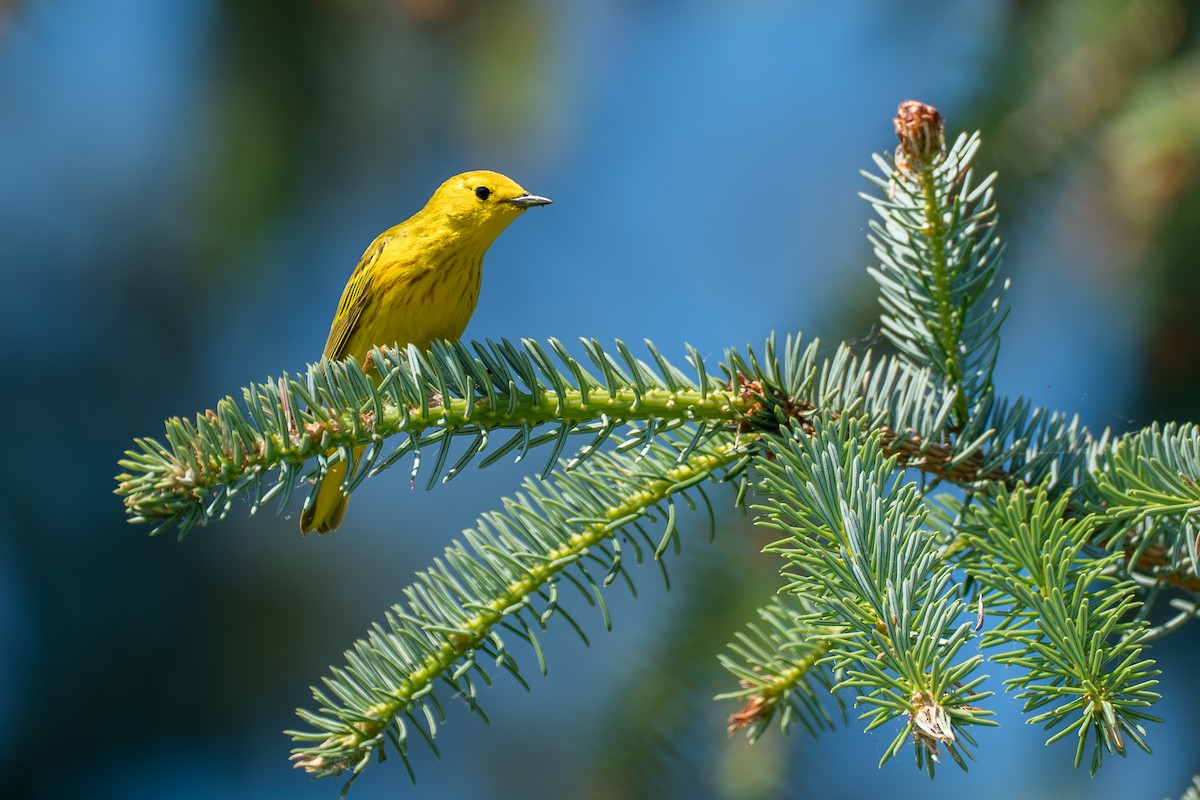 Northern Yellow Warbler - ML646394586