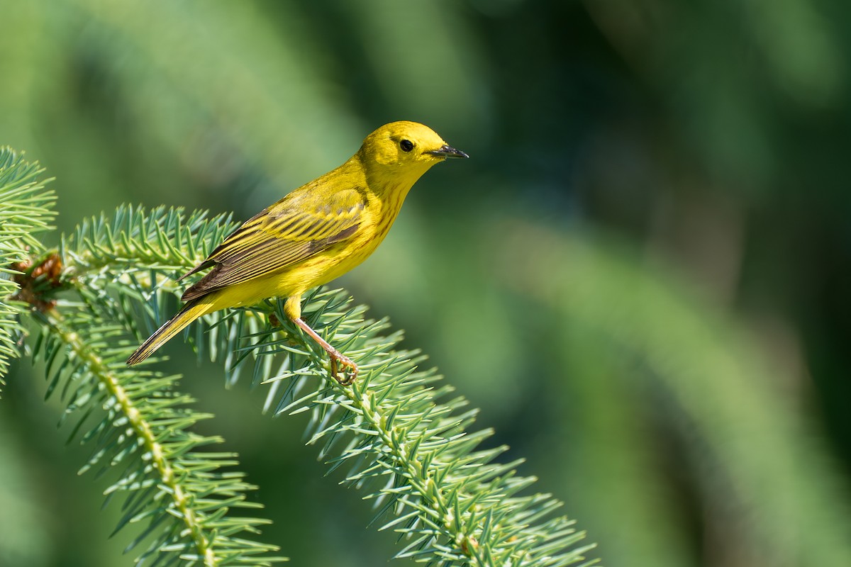 Northern Yellow Warbler - ML646394587