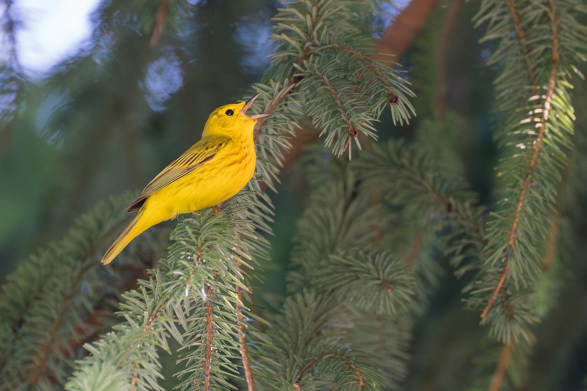 Northern Yellow Warbler - ML646394588