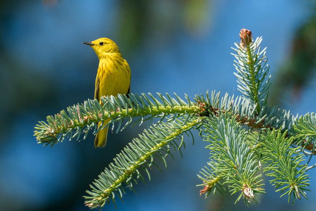Northern Yellow Warbler - ML646394589
