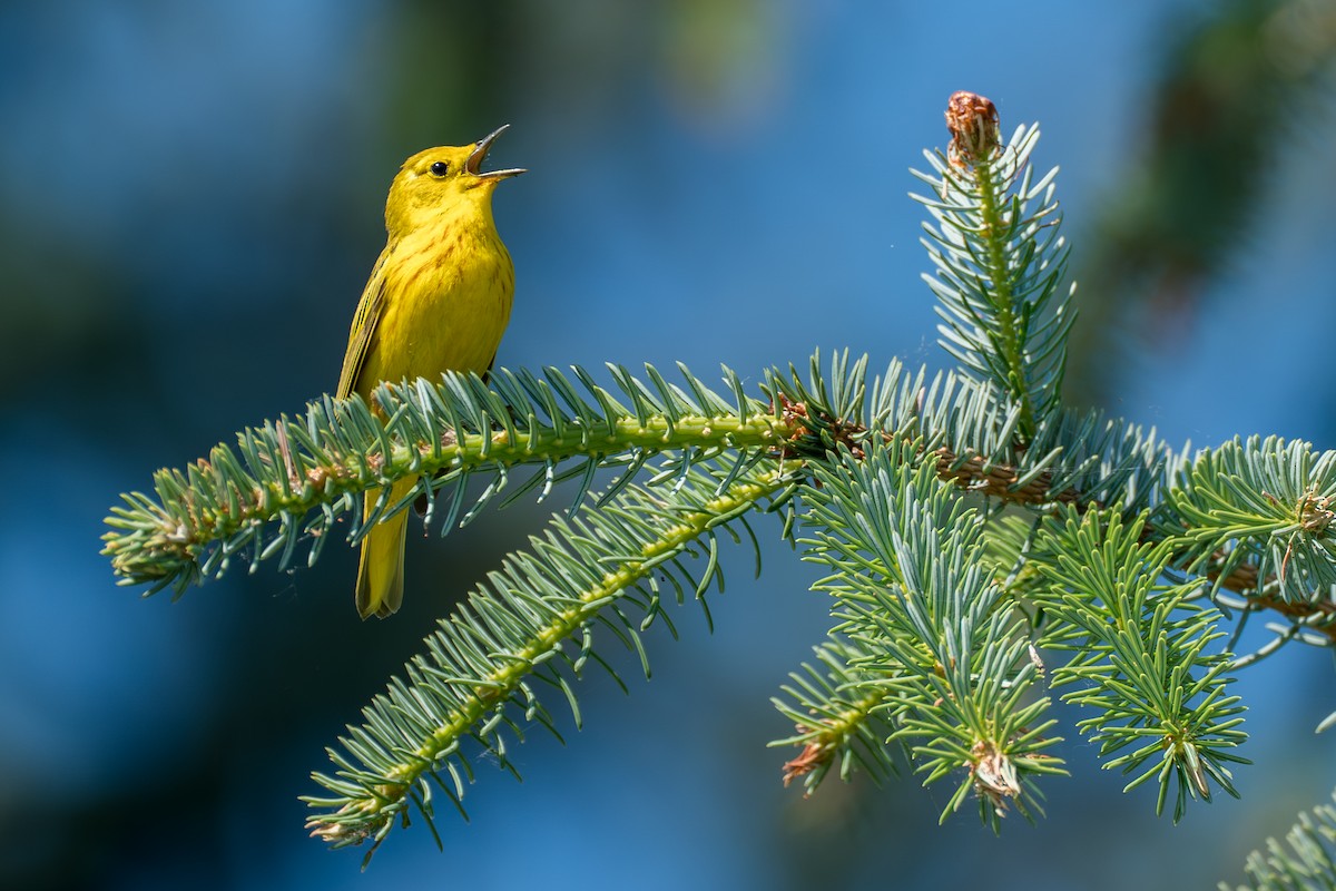 Northern Yellow Warbler - ML646394590