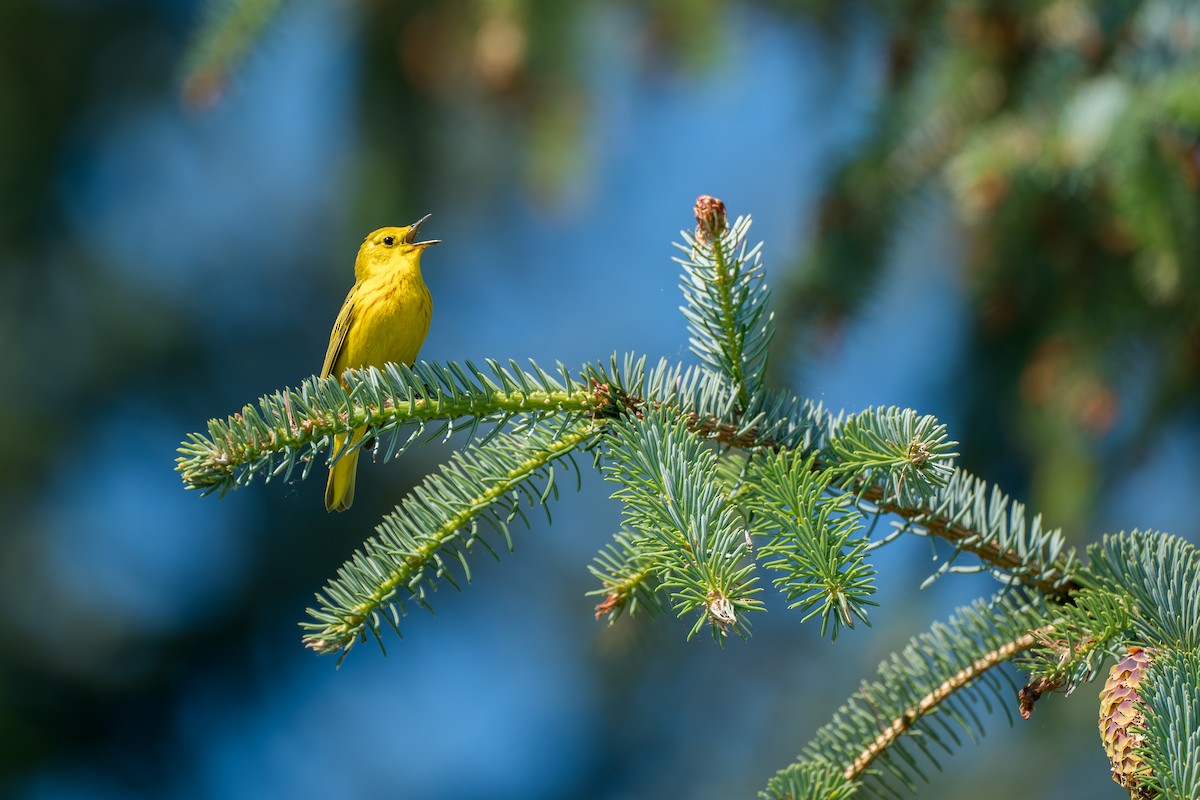 Northern Yellow Warbler - ML646394591