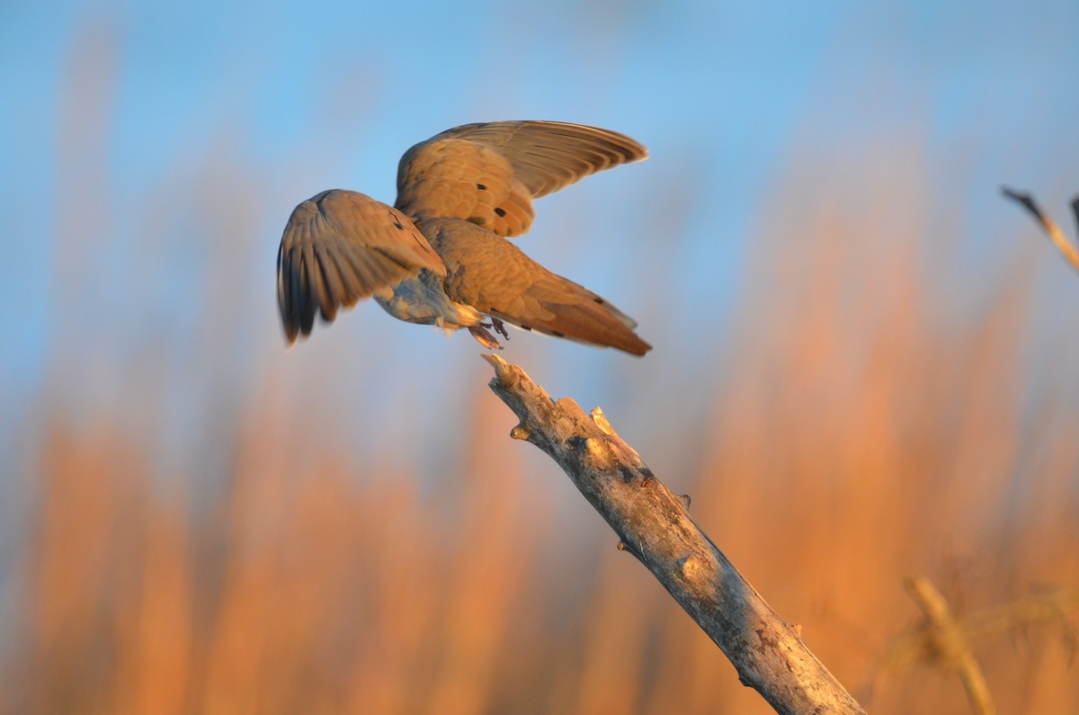 Mourning Dove - ML646394592
