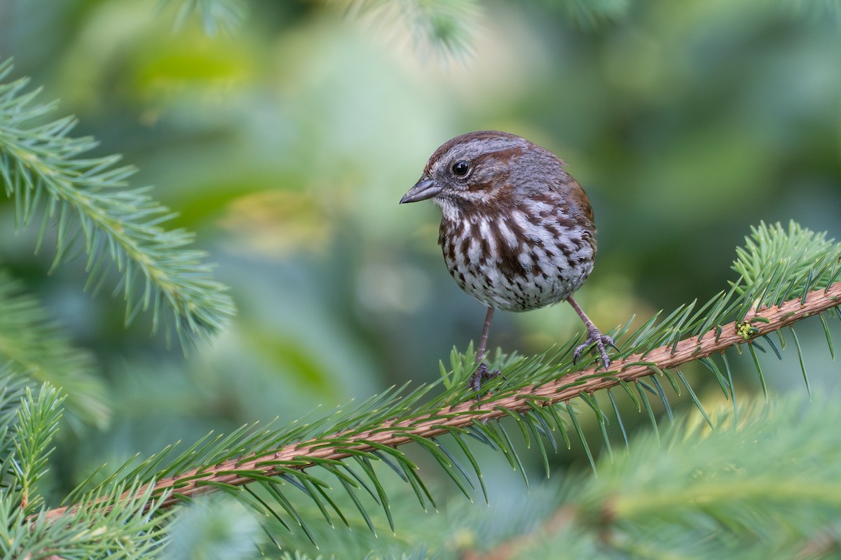 Song Sparrow - ML646394596