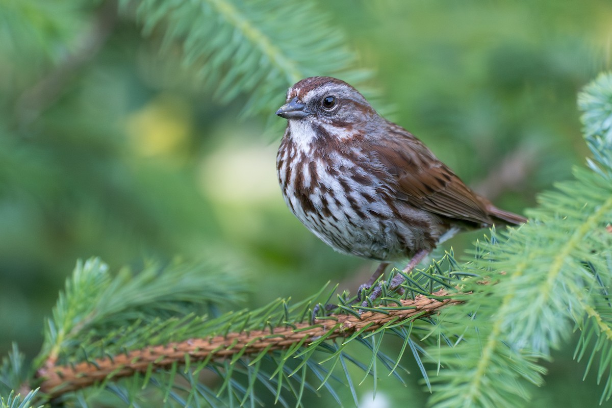 Song Sparrow - ML646394597