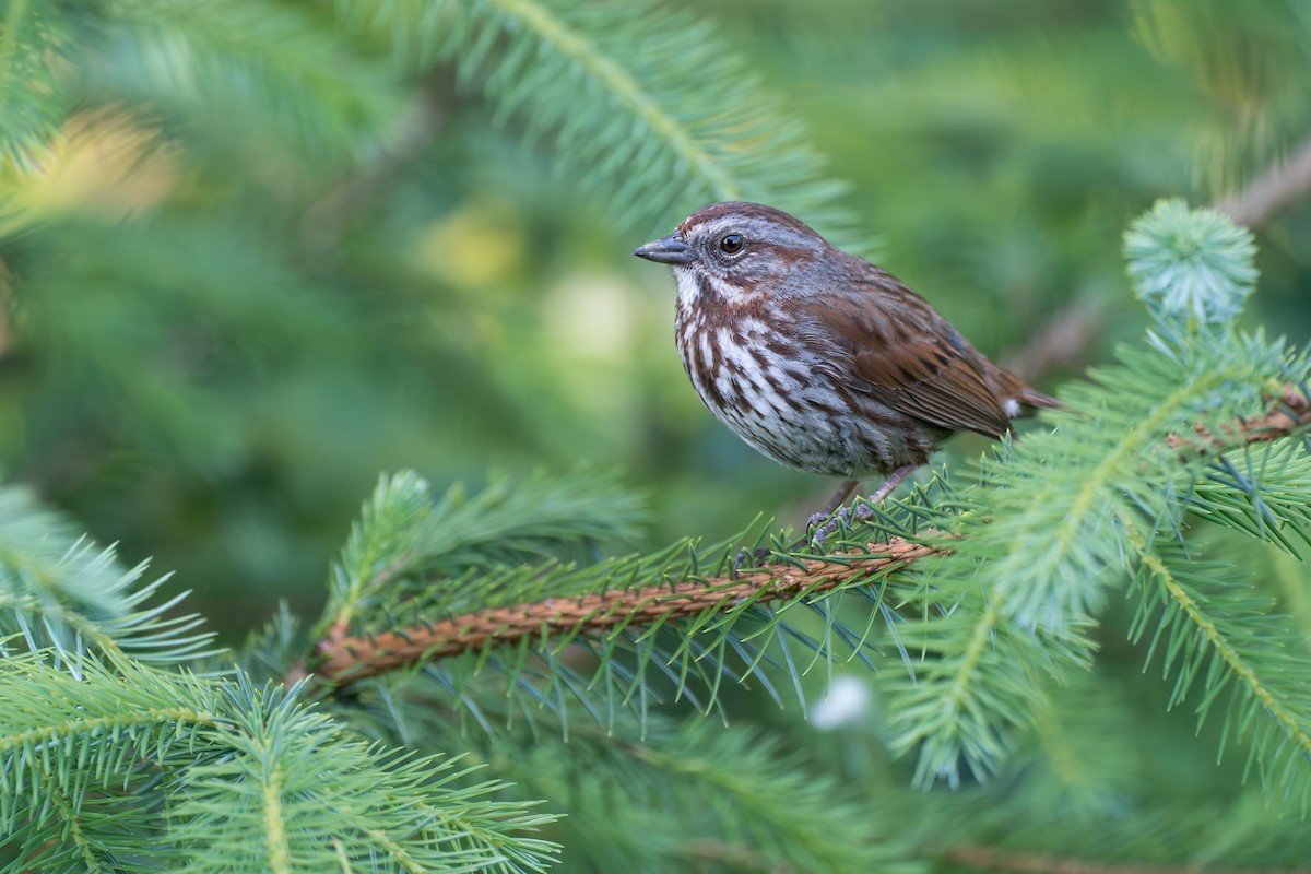 Song Sparrow - ML646394598