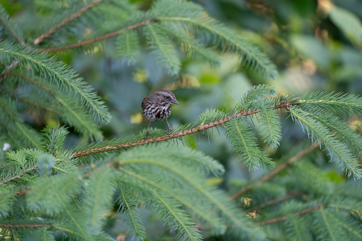 Song Sparrow - ML646394599
