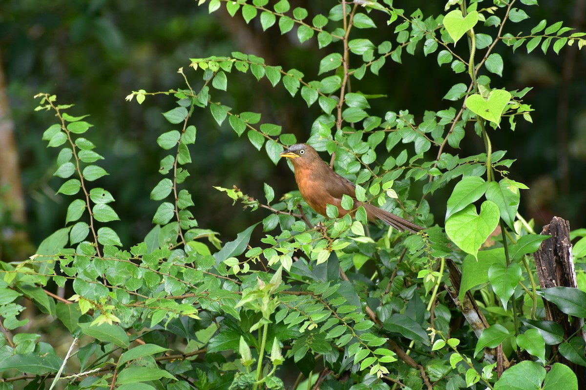 Rufous Babbler - ML646394600