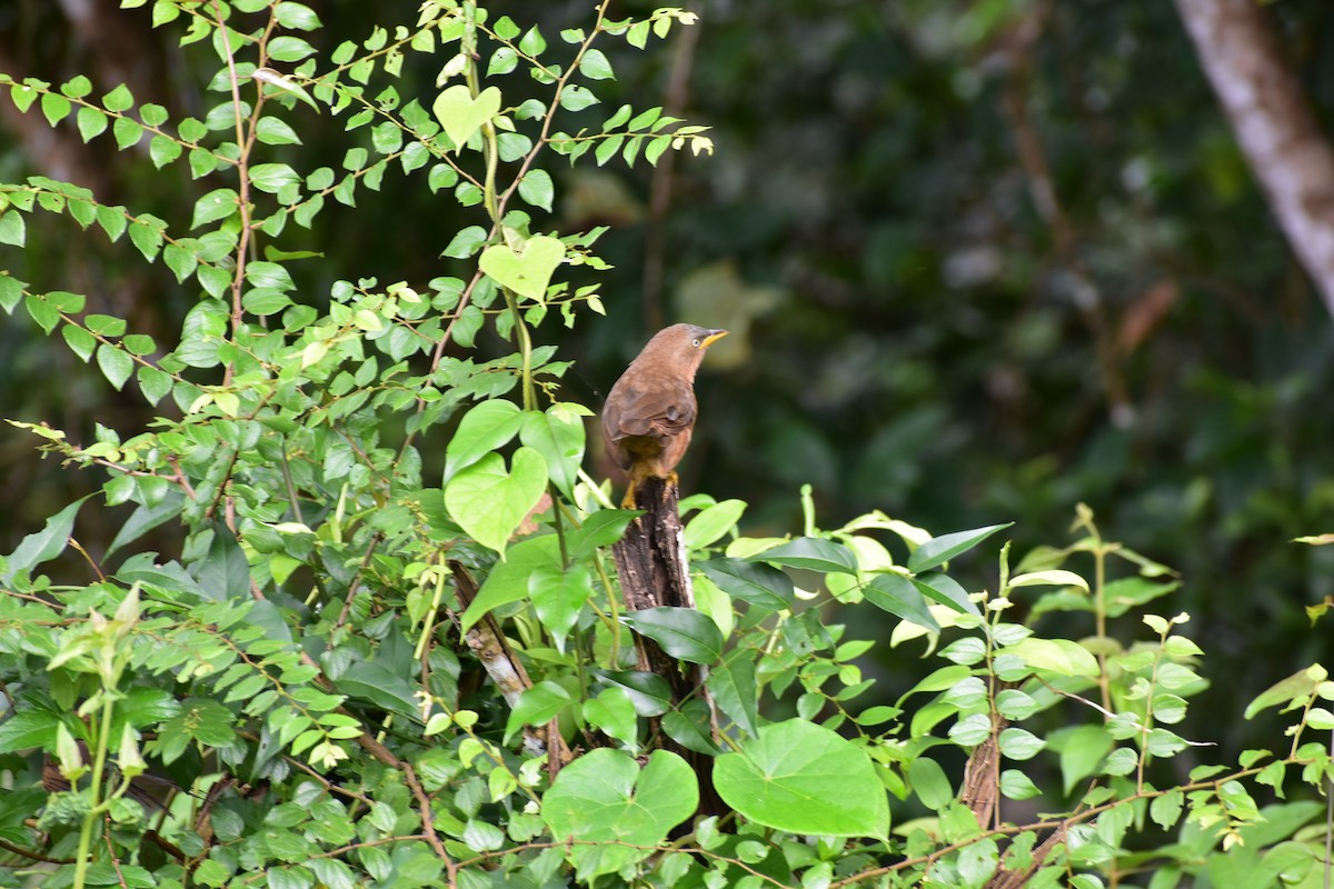 Rufous Babbler - ML646394601