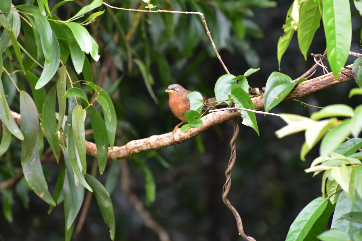 Rufous Babbler - ML646394602